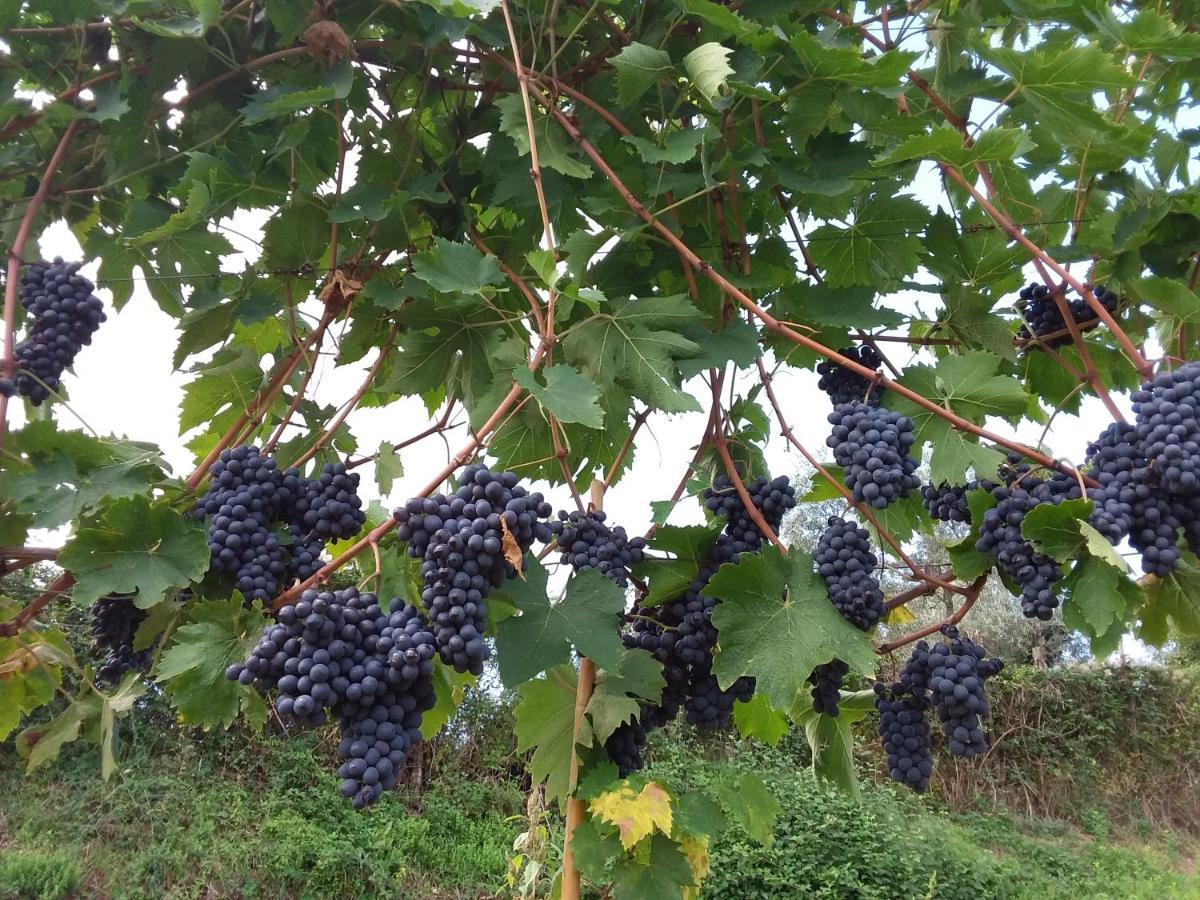 Agriturismo Podere Somigli Di Lorenzo Correani Hotel Greve in Chianti Exterior foto